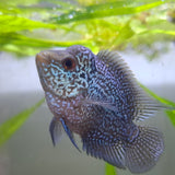 Super Red Dragon Kamfa Flowerhorn Cichlid (5-7cm)