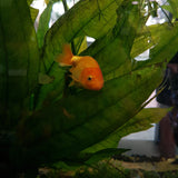 Goldfish- Ranchu Medium