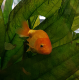 Goldfish- Ranchu Medium