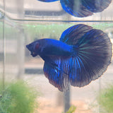 Assorted Half Moon Betta