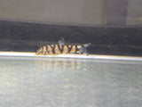 Yo Yo Loach