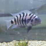 XL Female Convict Cichlid