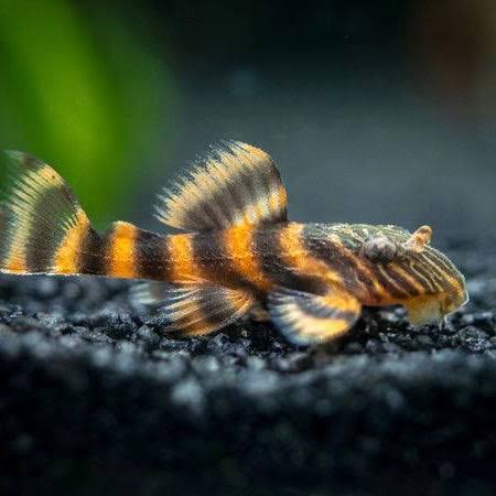 Alenquer Tiger L397 Bristlenose Pleco