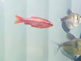 Cherry Barb