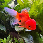 Lionhead Goldfish (small)
