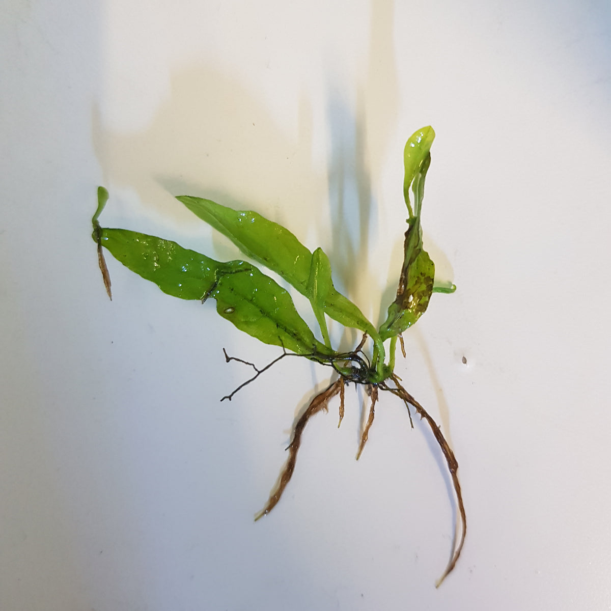 Small Assorted Java Fern – Sydney Aquascapes
