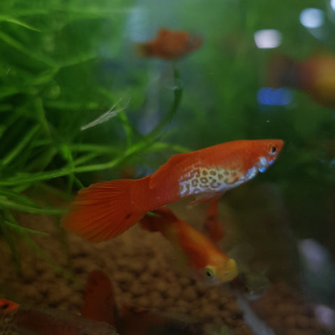 Red Albino Cobra Guppy