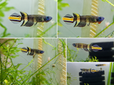 Clown Killi (Epiplatys Annulatus)