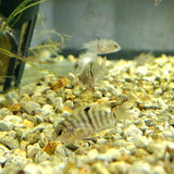 Baby Convict Cichlid