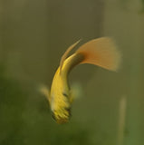 White Platinum Dumbo Guppy
