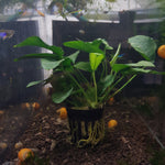 Large Assorted Anubias