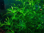 Guppy Grass (Najas guadalupensis) Handful