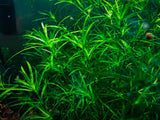 Guppy Grass (Najas guadalupensis) Handful