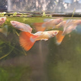 Albino Blue and Red Topaz Guppy