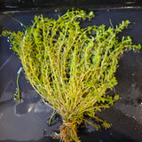 Micranthemum Micranthemoides 'Pearl Grass' Bunch