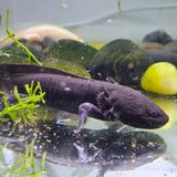 Axolotl Giant Black