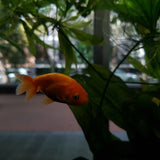 Goldfish- Ranchu Small
