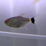 Lamp Eye Tetra