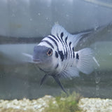XL Female Convict Cichlid