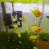 Golden Balloon Ram Cichlid