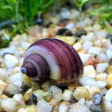 Magenta Mystery Snail -Small