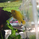 Golden Ram Cichlid