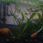 Echinodorus Amazonicus 'Amazon Sword' - medium