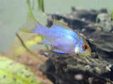 Electric Blue Ram/ Neon Ram Cichlid