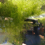Riccia Fluitans