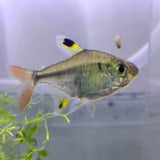 X ray Tetra