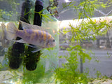 Blueberry Cichlid