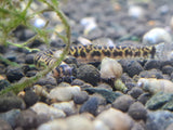Kuhli Loach - Pygmy Tiger