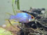 Electric Blue Ram/ Neon Ram Cichlid
