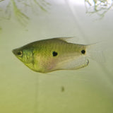 Blue Gourami (Trichopodus trichopterus)