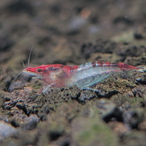Red Rili Shrimp (Neocaridina davidi)
