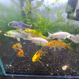 Assorted Koi Fish