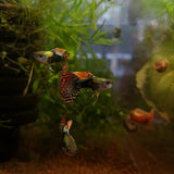 Red Dragon Guppy