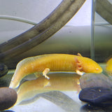 Axolotl Yellow (Giant)