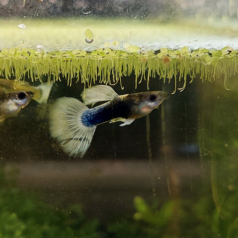White Tuxedo Koi Guppy