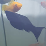 Black Balloon Molly