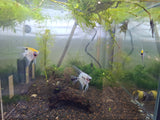 Assorted Angelfish Small