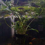 Potted Cryptocoryne - Large