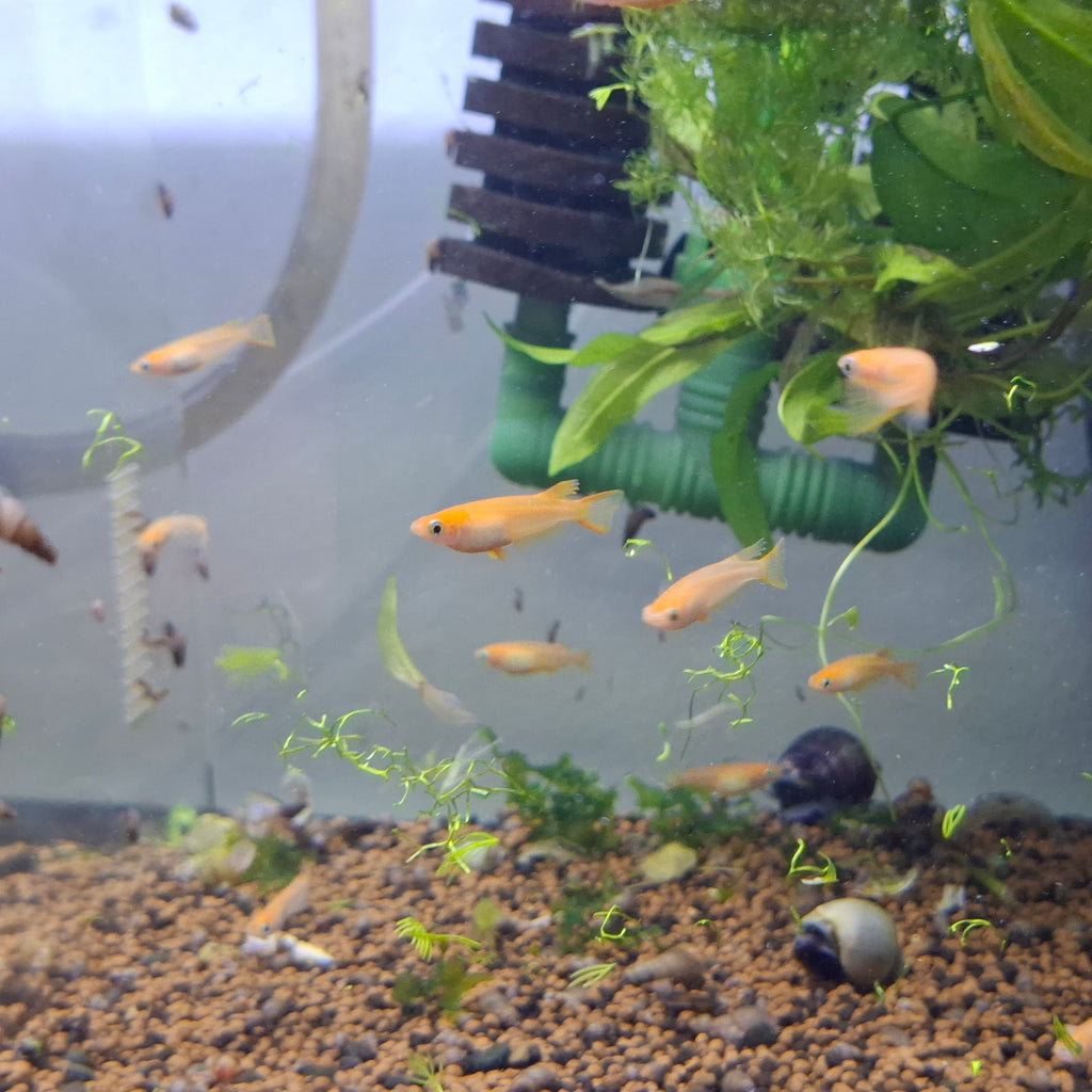 Stardust Ricefish Japanese Rice Fish (Platinum Medaka) - Buy Online – Sydney Aquascapes