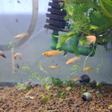 Japanese Rice Fish ( Red Stardust Medakas)