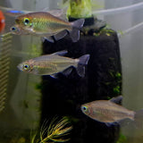 Congo Tetra