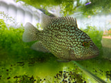 Blue Texas Cichlid XL (13-15cm)