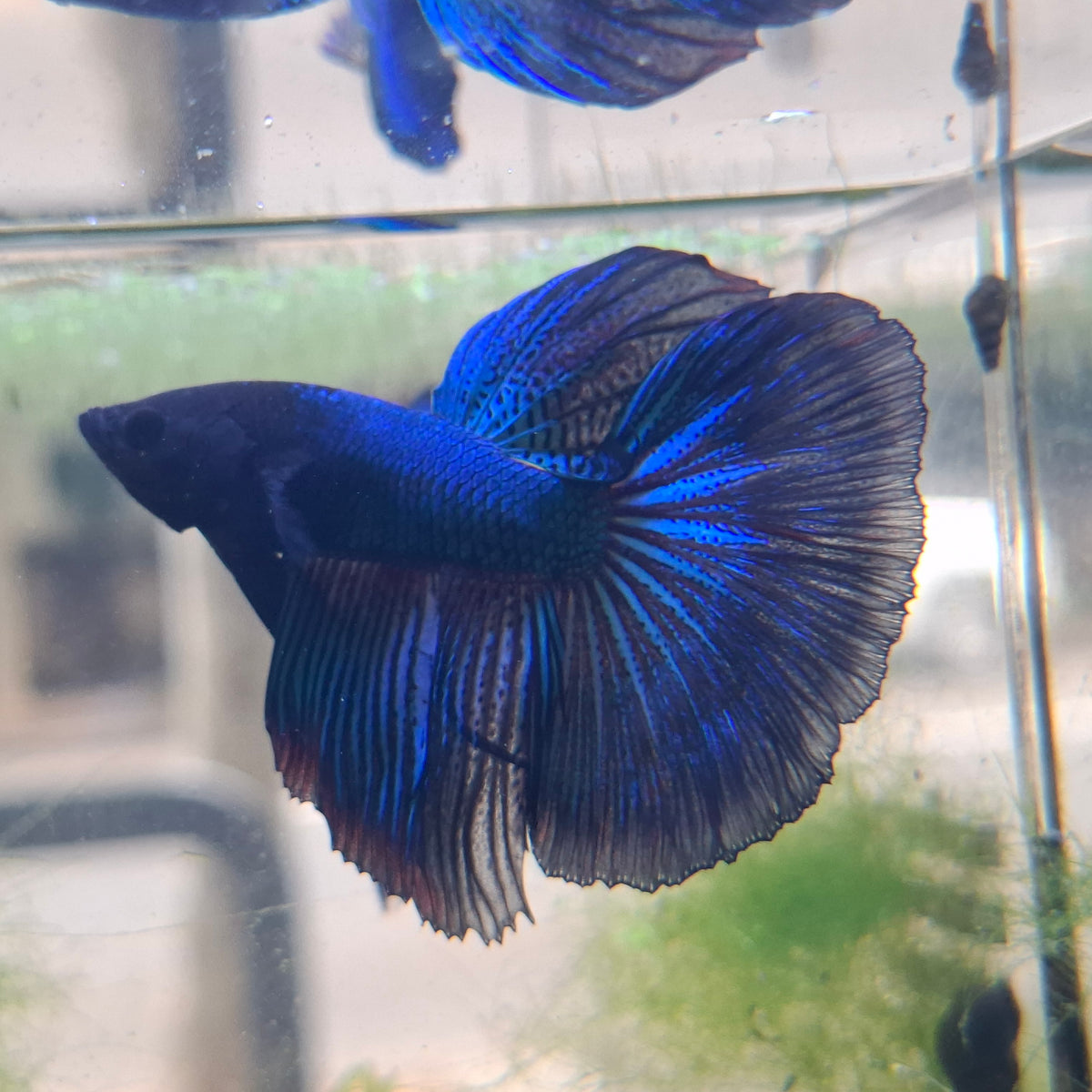 Assorted Half Moon Betta – Sydney Aquascapes