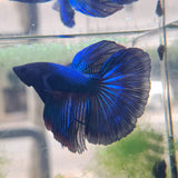Assorted Half Moon Betta
