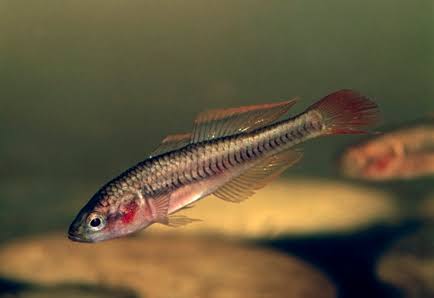 Firetail Gudgeon