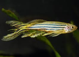 Longfin Zebra Danio